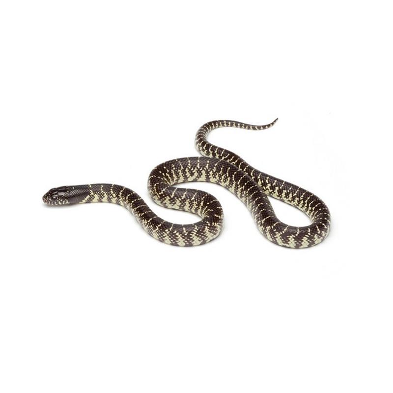 Sarpe Lampropeltis getulus splendida (Regal de Desert) - imagine 4